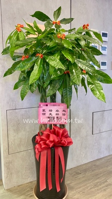 發財樹落地盆